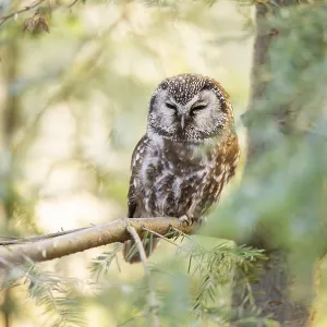 Boreal owl (Aegolius funereus) sitting in a tree in winter