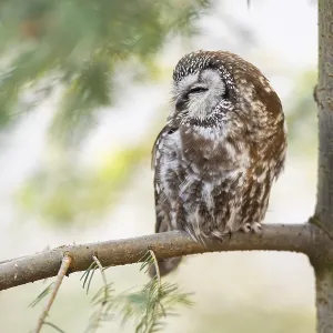 Boreal owl (Aegolius funereus) sitting in a tree in winter
