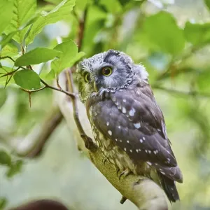 Boreal owl (Aegolius funereus) in the tree Boreal owl (Aegolius funereus) in the tree