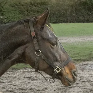 Borken-Hoxfeld, NRW, Germany, A black horse with a calm expression stands by a wooden fence in a vibrant green field