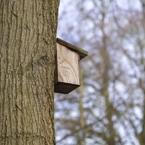 Borken, NRW, Germany - Bird Box Print
