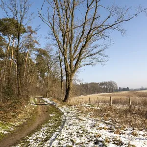 Borken, NRW, Germany Dirt path winding through snowy patches with a forest and a large bare tree beside it Borken, NRW, Germany Dirt path winding through snowy patches with a forest and a large bare tree beside it