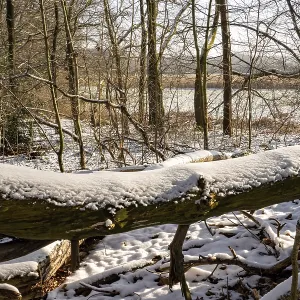 Borken, NRW, Germany, Fallen tree log covered in fresh snow on a sunny winter day in a woodland area Borken, NRW, Germany, Fallen tree log covered in fresh snow on a sunny winter day in a woodland area