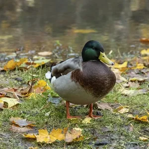 Borken, nrw, germany, mallard duck standing by pond with autumn leaves