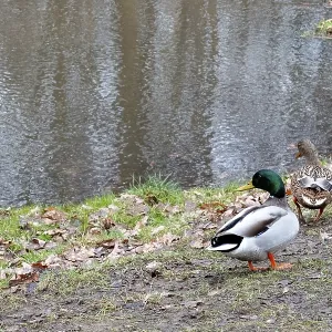 Borken, NRW, Deutschland, Zwei Mallardschwäne gehen auf dem matschigen Boden neben einer ruhigen Teichoberfläche.