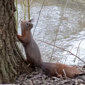 Borken, NRW, Germany, red squirrel standing at the base of a tree overlooking a flowing river Borken, NRW, Germany, red squirrel standing at the base of a tree overlooking a flowing river