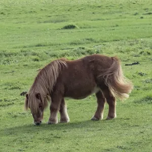 Borken, NRW, Germany, A small brown pony is enjoying its time by grazing in a vibrant green field