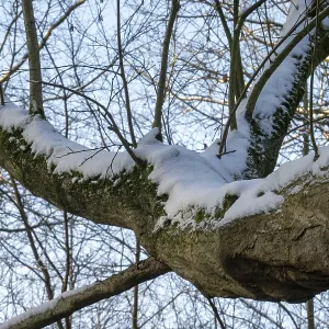 Borken, NRW, Germany, Tree branches covered in soft white snow and green moss in a winter forest Borken, NRW, Germany, Tree branches covered in soft white snow and green moss in a winter forest