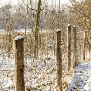 Borken, NRW, Germany, Wooden fence posts with wire in snowy winter forest Borken, NRW, Germany, Wooden fence posts with wire in snowy winter forest