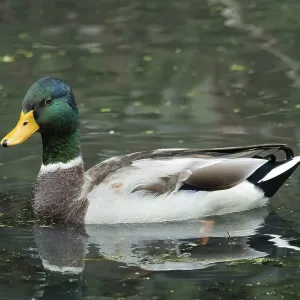 Borken, NRW, GermanyMallard drake paddling calmly through green pond water