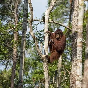 Bornean orangutan (Pongo pygmaeus)