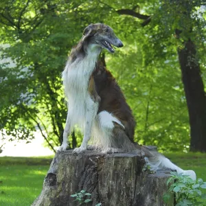 Borzoi, Russian Greyhound (canis lupus familiaris)