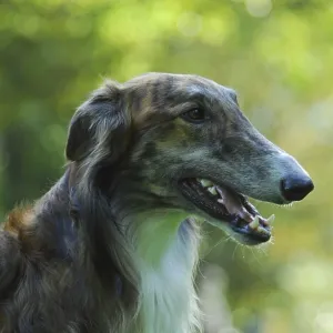 Borzoi, Russian Greyhound (canis lupus familiaris)