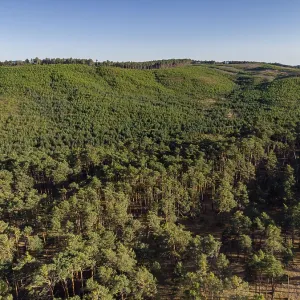 Bosque de pino silvestre, Pinus sylvestris