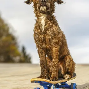 Bossipoo dog standing on skateboard outdoors