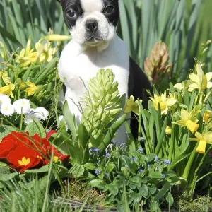Boston Terrier, puppy, 12 weeks old Boston Terrier, puppy, 12 weeks old