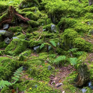 Boulders in the forest, Schrattenkalk