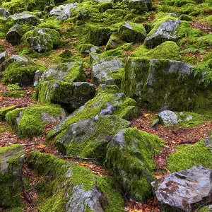 Boulders in the forest, Schrattenkalk