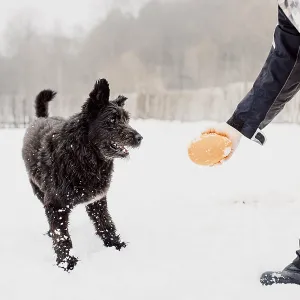 Perro pastor Bouvier de Flandes corre en la nieve en invierno. Perro pastor Bouvier de Flandes corre en la nieve en invierno.