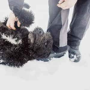 El pastor alemán Bouvier de Flandes juega y se divierte en la nieve con un hombre en un refugio para perros callejeros. El pastor alemán Bouvier de Flandes juega y se divierte en la nieve con un hombre en un refugio para perros callejeros.