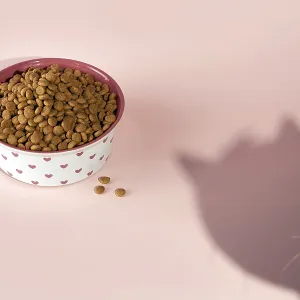 A bowl of cat food and a shadow of a cat on a pink background A bowl of cat food and a shadow of a cat on a pink background
