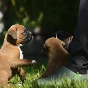 Boxer puppies Boxer puppies
