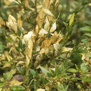 Boxwood bush, Buxus sempervirens