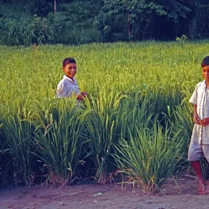 Boys in a cornfield near Iquitos Boys in a cornfield near Iquitos