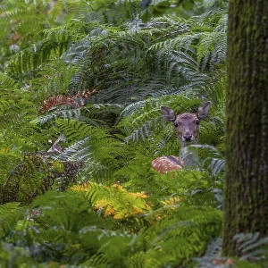 The bracken fern provides perfect protection for the dama dama