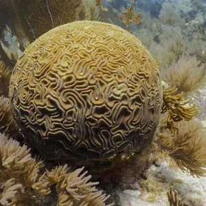 Brain coral (Diploria labyrinthiformis)