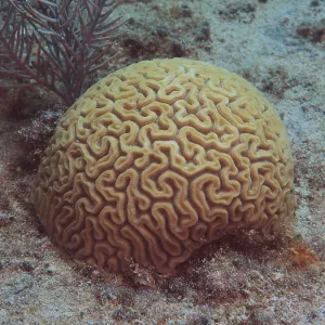 Brain coral (Diploria labyrinthiformis) Brain coral (Diploria labyrinthiformis)