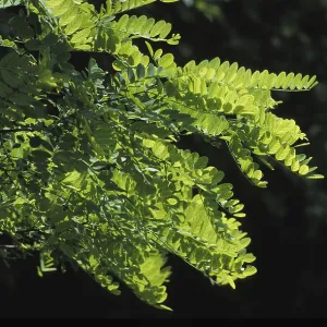 Branch of Acacia Tree in Normandy