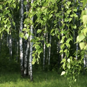 Branch of a birch tree with young foliage on a summer forest
