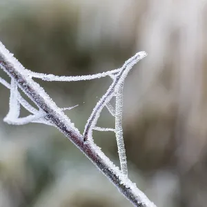 Ramas cubiertas de hielo y telarañas.