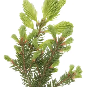 A branch of a fir forest tree with spring April young new twigs