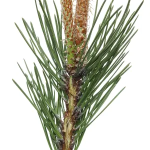 A branch of a pine forest tree with spring April young buds of cones