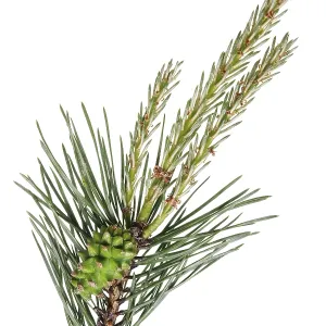 A branch of a pine forest tree with spring April young buds and green cone