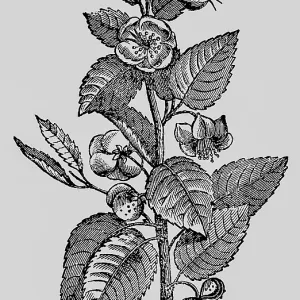 Branch of the tea plant (Thea chinensis or bohea) or (Camellia sinensis) cultivation Asia