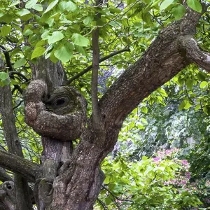 Branched tree trunk with lush foliage in the forest Branched tree trunk with lush foliage in the forest