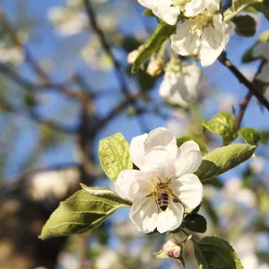 Branches of a flowering apple tree with bees collecting nectar from white flowers Branches of a flowering apple tree with bees collecting nectar from white flowers