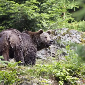 Braunbar (Ursus arctos), Mannchen Braunbar (Ursus arctos), Mannchen