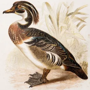 Bream duck (Aix sponsa), exotic duck with colourful plumage in brown Bream duck (Aix sponsa), exotic duck with colourful plumage in brown