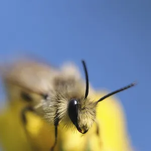Breeches bee (Dasypoda hirtipes) sitting on a marigold flower (Calendula)