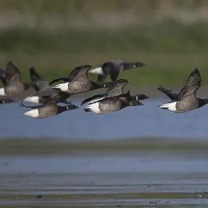 Brent goose (Branta bernicla)