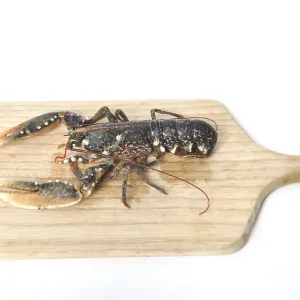 Breton Lobster alive on a cutting board