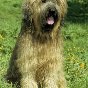 Briard, Berger de Brie, grise (grey)