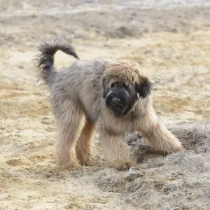 Briard, young, 7 months old, sand Briard, young, 7 months old, sand
