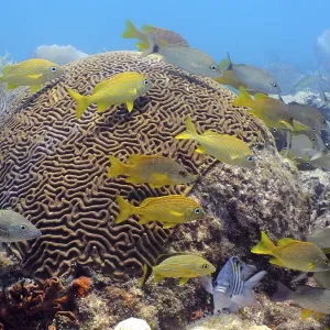 Bright fish swim around large brain coral (Diploria labyrinthiformis) in the blue water of a reef