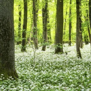 Bright forest with deciduous trees and white flowering wild garlic (Allium ursinum) Bright forest with deciduous trees and white flowering wild garlic (Allium ursinum)