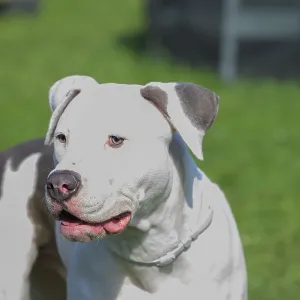 Bright image of a white and brown pitbull on grass Bright image of a white and brown pitbull on grass